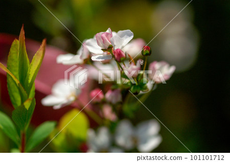 Pink snow willow 101101712