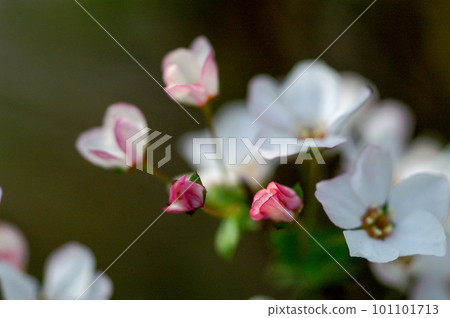 Pink snow willow 101101713