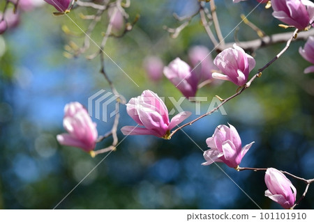 錦玉蘭花 錦玉蘭花 101101910