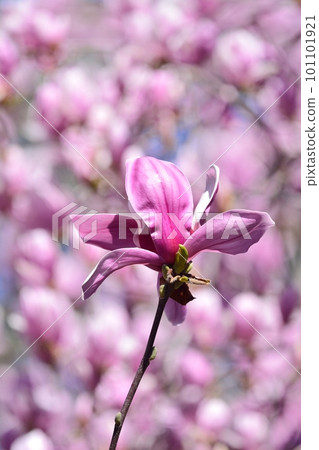 錦玉蘭花 101101921