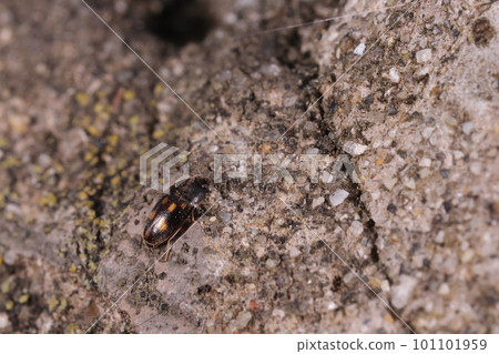 Creatures Insects Common worms, small beetles belonging to the ``Beast family''. A little over two millimeters in size 101101959