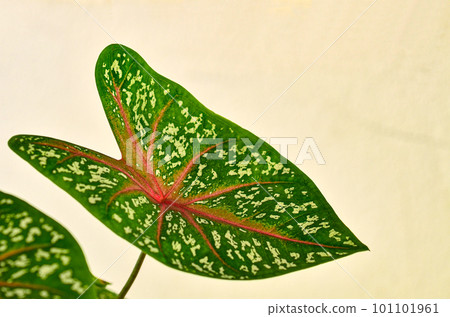 Beautiful Caladium leaf Beautiful Caladium leaf 101101961