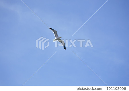 Seagull flying on clear blue sky Seagull flying on clear blue sky 101102006