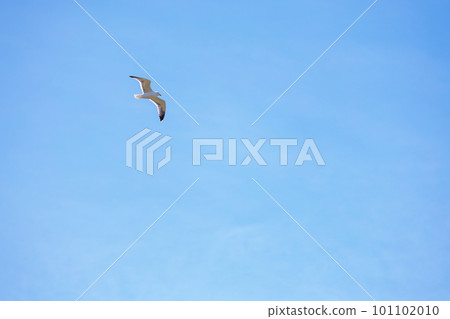 Seagull flying on clear blue sky Seagull flying on clear blue sky 101102010