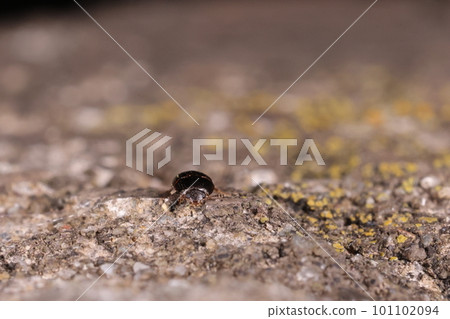 Creatures, Insects, Common Himeko Mushroom Beetles, which usually hide under the bark of decaying trees and eat fungi 101102094