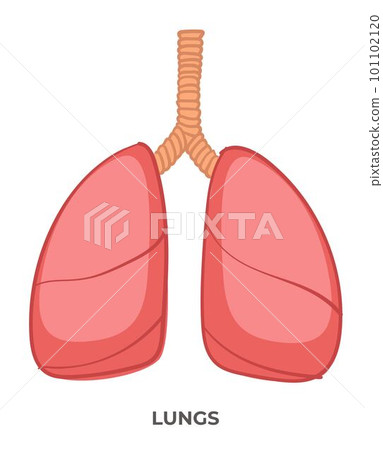Lungs organ of human body, medicine and anatomy Lungs organ of human body, medicine and anatomy 101102120