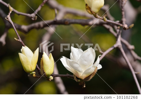 Yulan magnolia flower 101102268