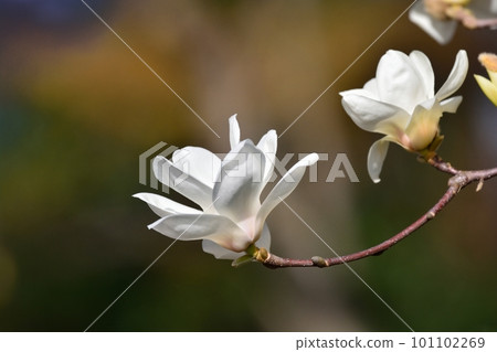 玉蘭玉蘭花 101102269