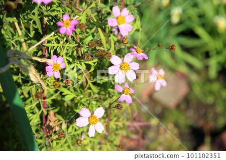 冬天波斯菊花 冬天波斯菊花 101102351