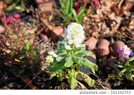 庫存花 庫存花 101102353