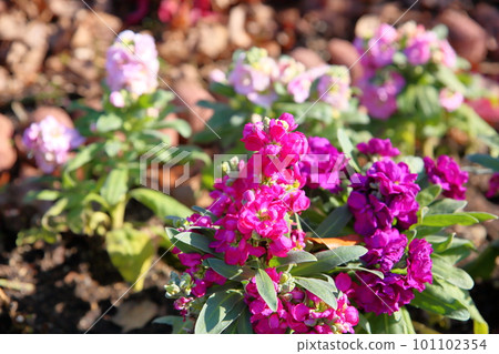 庫存花 庫存花 101102354