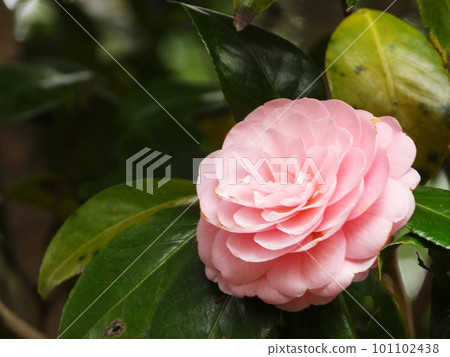 衣笠山乙女椿山茶花 101102438