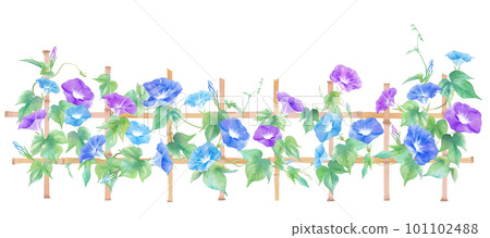 A watercolor illustration of a colorful morning glory found in a Japanese garden. Summer image banner background. 101102488