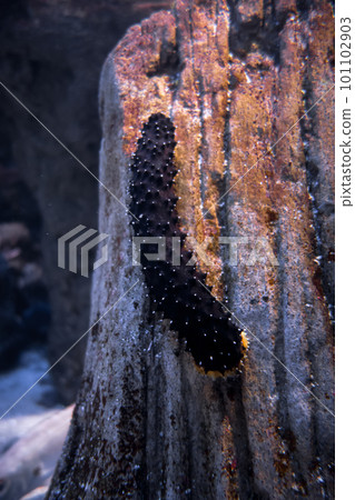 Sea cucumber on a rock 101102903