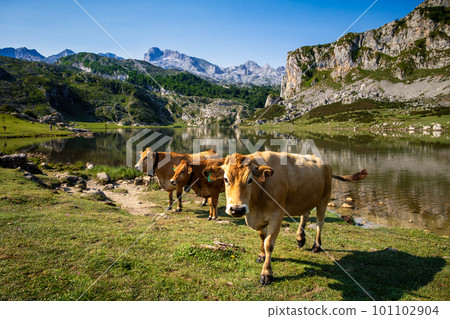 Cows around lake Ercina in Picos de Europa, Asturias, Spain 101102904