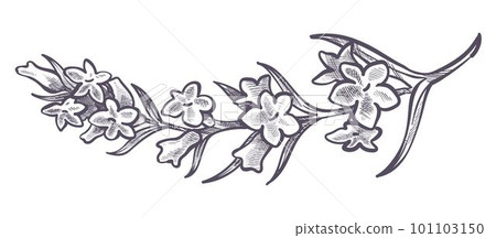 Branch with tender flowers, petals and leaves Branch with tender flowers, petals and leaves 101103150