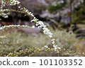 White willow flowers blooming on loosely arching branches 101103352