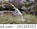 White willow flowers blooming on loosely arching branches 101103353