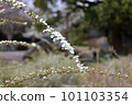 White willow flowers blooming on loosely arching branches 101103354