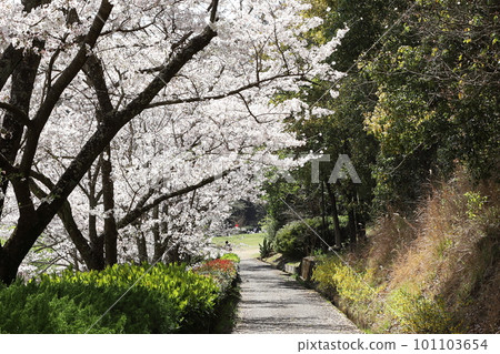 Road where the cherry blossom runs 101103654