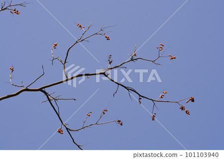 Western soapberry 101103940
