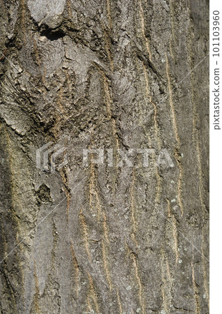 Common hornbeam 101103960