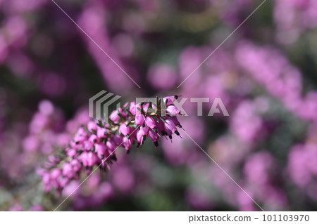 Darley Dale heath 101103970