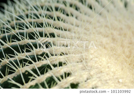 Cactus Cactus 101103992