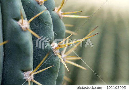 Cactus Cactus 101103995