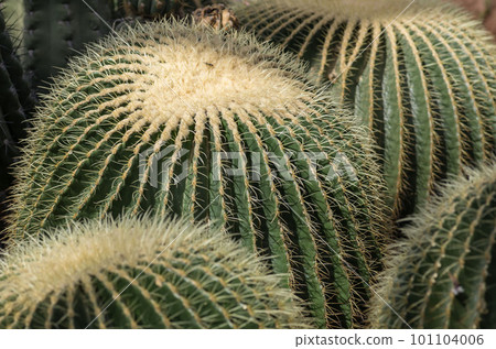 Cactus Cactus 101104006