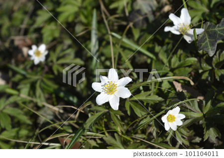 Wood anemone Wood anemone 101104011