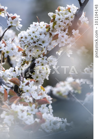 20th Century Pear Flower (Yurihama Town, Tottori Prefecture) 101104148