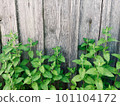 Fresh green organic herbs on rustic wooden background. Nettle leave at bottom on gray backdrop. Copy space, top view flatlay. Folk medicine, homeopathy, cosmetology, phytotherapy. Soft selective focus 101104172