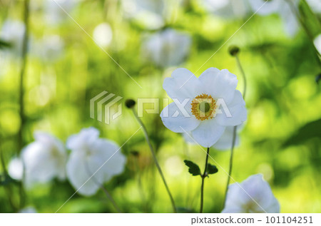 打破碗花花 打破碗花花 101104251