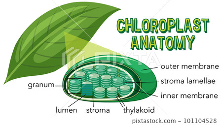 Diagram of Chloroplast Anatomy for Biology and Life Science Education 101104528