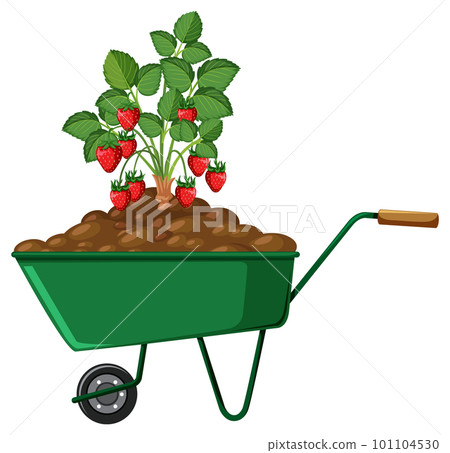 Plant on a wheelbarrow isolated Plant on a wheelbarrow isolated 101104530