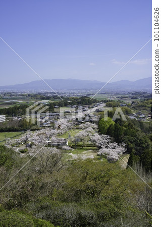 望岡公園五年級櫻花 望岡公園五年級櫻花 101104626