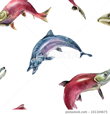 Seamless pattern of salmon, coho, chum watercolor illustration isolated on white. 101104673