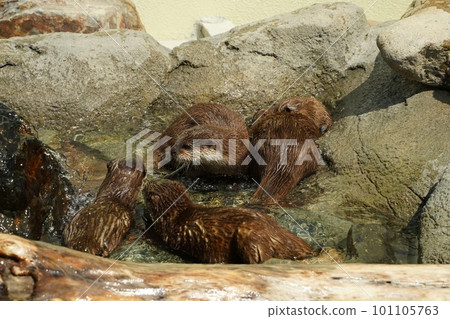 周南市德山動物園的小爪水獺 101105763