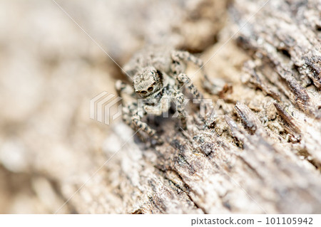 Yamazi Hetri 101105942