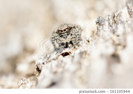 Yamazi Hetri 101105944