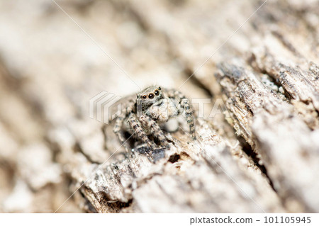 Yamazi Hetri 101105945