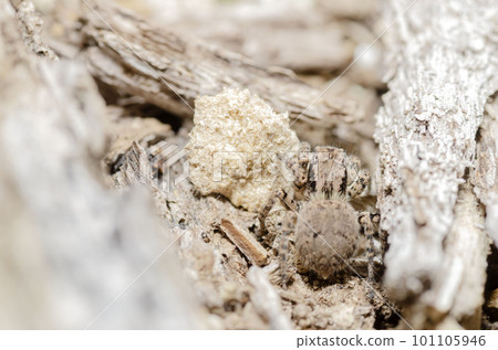 Yamazi Hetri 101105946