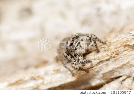 Yamazi Hetri 101105947