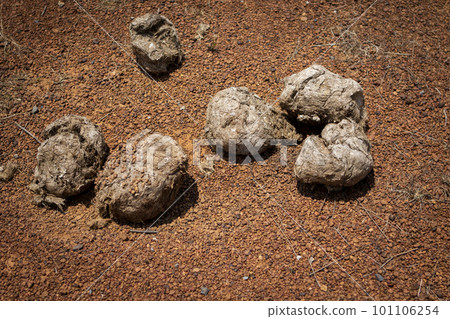 elephant dropping on red gravel ground 101106254