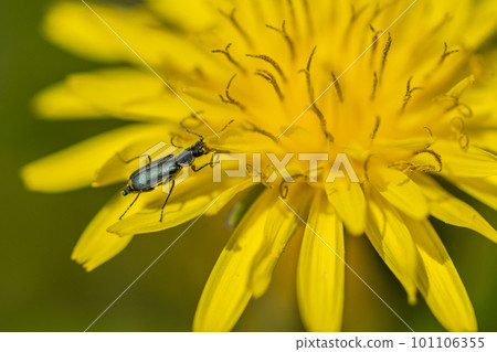 Tumakia kaimodoki（男） 101106355