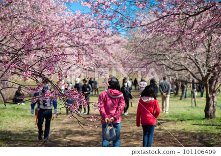 North Asaba Yasuyuki Kanzakura 101106409