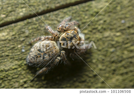 Necohaetri 101106508