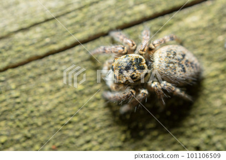 Necohaetri 101106509