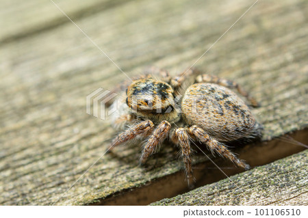 Nekohaetori 101106510